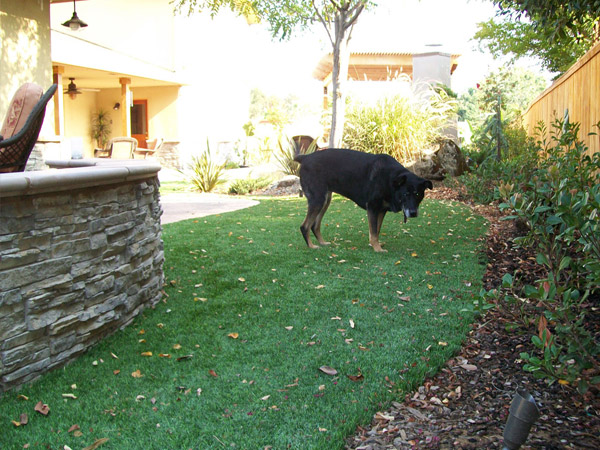 pet on yard landscaped with synlawn