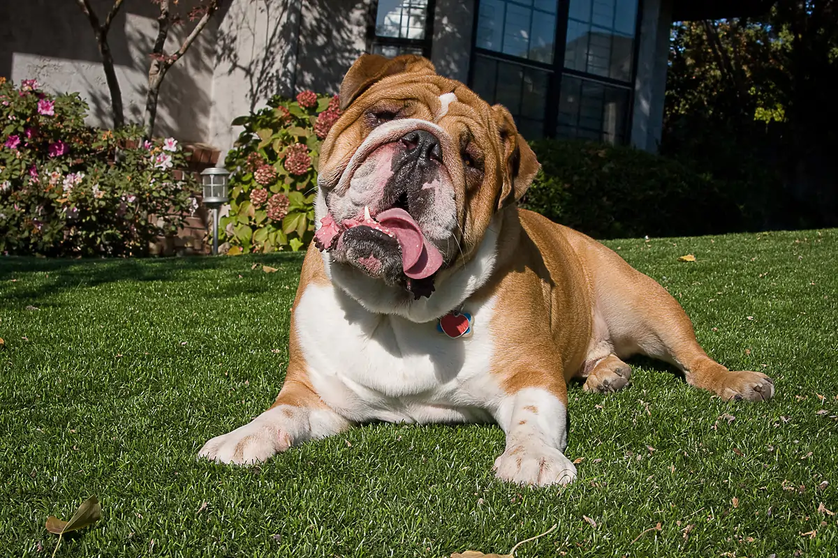 Dog relaxing on artificial grass