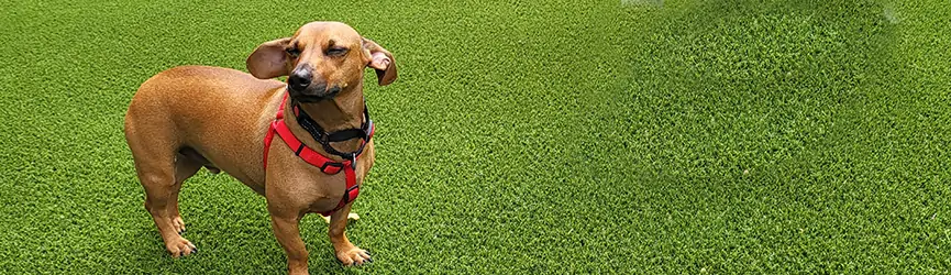 Dog relaxing on artificial grass from SYNLawn
