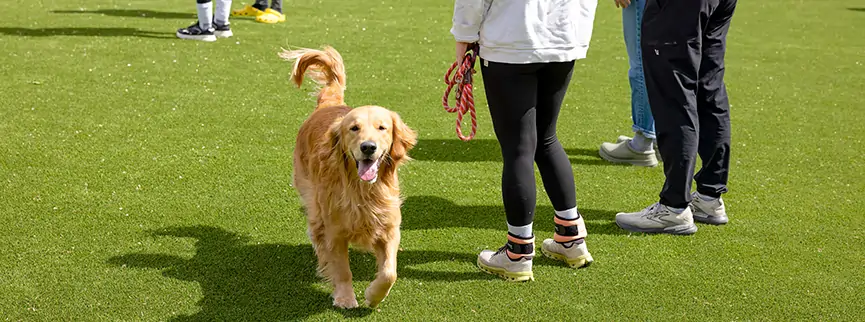 Artificial grass dog park from SYNLawn