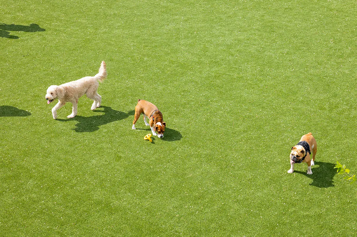 synlawn-silicon-valley-pet-turf-img-7 Artificial grass landscape installation from SYNLawn