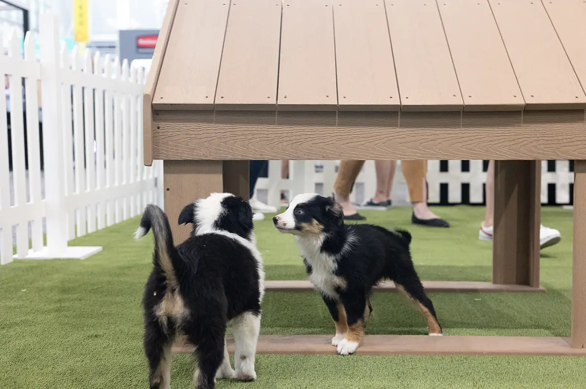 synlawn-silicon-valley-pet-turf-img-8