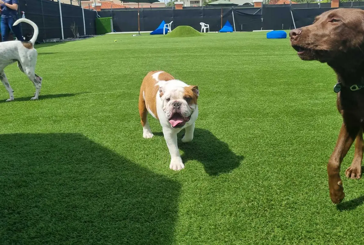 synlawn-sv-dog-boarding-img-7