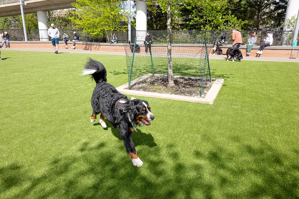 synlawn-sv-dog-run-turf-img-6