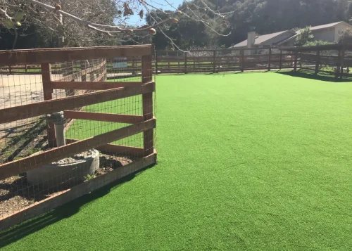 pet-turf-gal-synlawn-1
