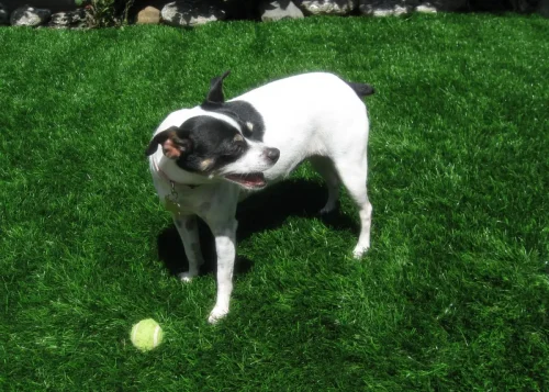 pet-turf-gal-synlawn-2