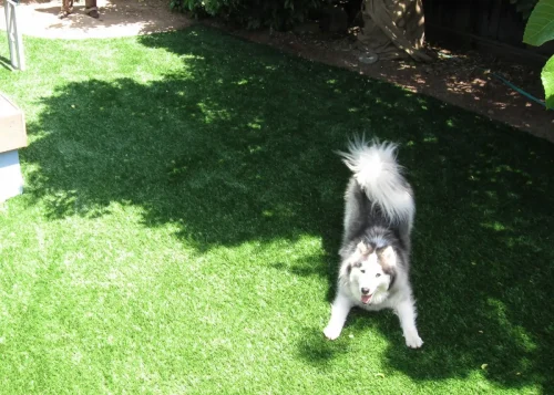 pet-turf-gal-synlawn-3